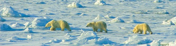 Arktyka.org - Serwis o małych ludach Północy